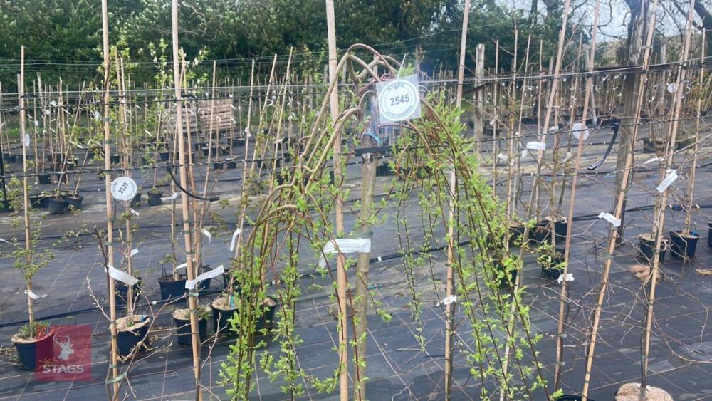 1 SALIX INTEGRA 'WATERFALL'