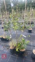 3 QUERCUS ILEX - 3