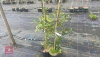 2 QUERCUS ILEX - 3