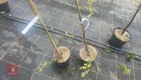 2 SALIX BABYLONICA - 2