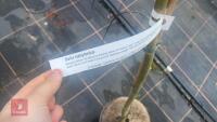 2 SALIX BABYLONICA - 5