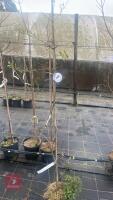 1 SALIX BABYLONICA - 2