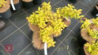 5 SPIRAEA JAPONICA 'GOLD FLAME' - 3