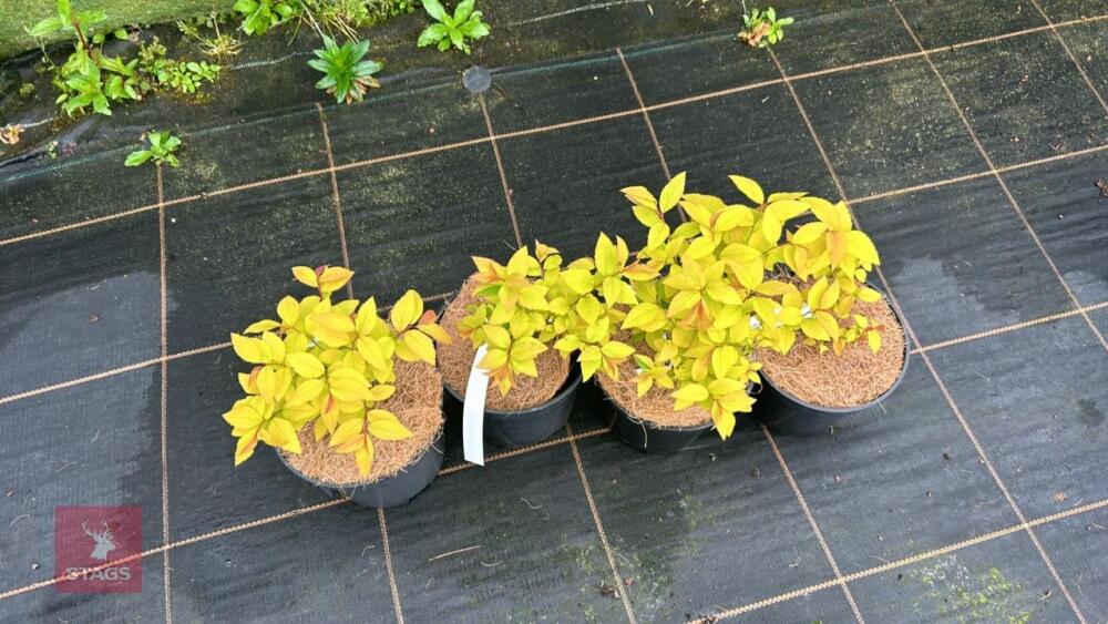 4 SPIRAEA JAPONICA 'GOLD FLAME'