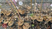 3 APPLE TREES 'BRAMLEY SEEDLING' - 2