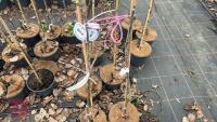 2 APPLE TREES 'BRAMLEY SEEDLING' - 2