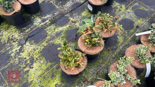 3 GANLTHERIA SHALLON SHRUBS