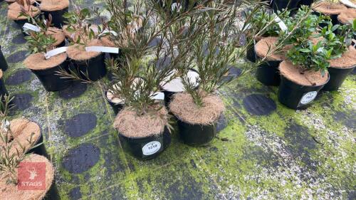 4 CALLISTEMA RIGIDUS SHRUBS