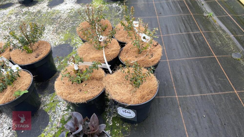 6 MYRTUS COMMUNIS TARENTINA MICROPHYLLA