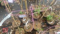 3 APPLE TREES 'HEREFORDSHIRE RUSSET'