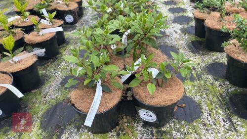 6 VIBURNUM TINUS 'GWENLLIAN'