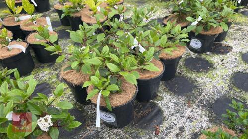 6 VIBURNUM TINUS 'GWENLLIAN'