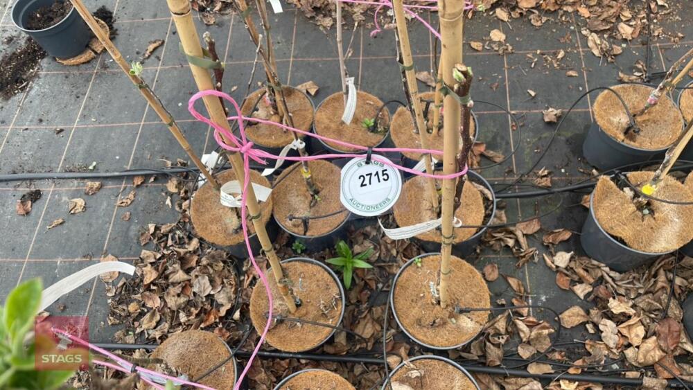 2 APPLE TREES 'RED FALSTAFF'