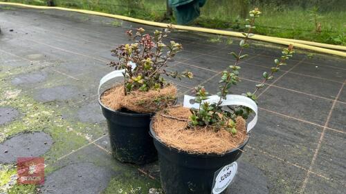 2 UGNI MOLINAE SHRUBS