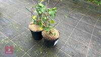 2 LAVATERA OLBIA 'ROSEA'