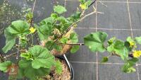 2 LAVATERA OLBIA 'ROSEA' - 3