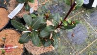 4 LAURUS NOBILIS SHRUBS - 2