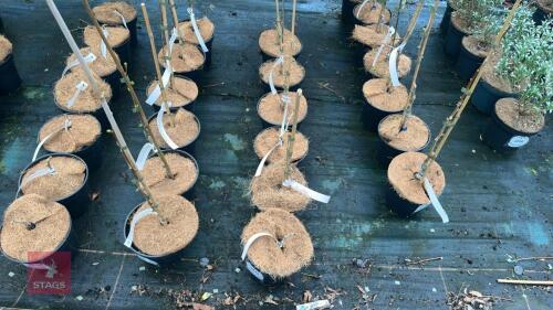 6 GINGKO BILOBA PENDULA TREES