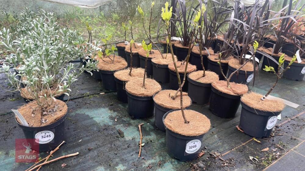 8 FICUS 'BROWN TURKEY' FIGS