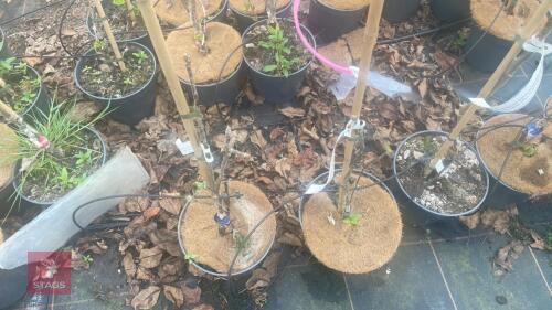 2 APPLE TREES 'SUNSET'