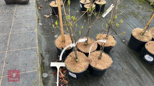 5 CORNUS KOUSA CHINENSIS 'CHINA GIRL'