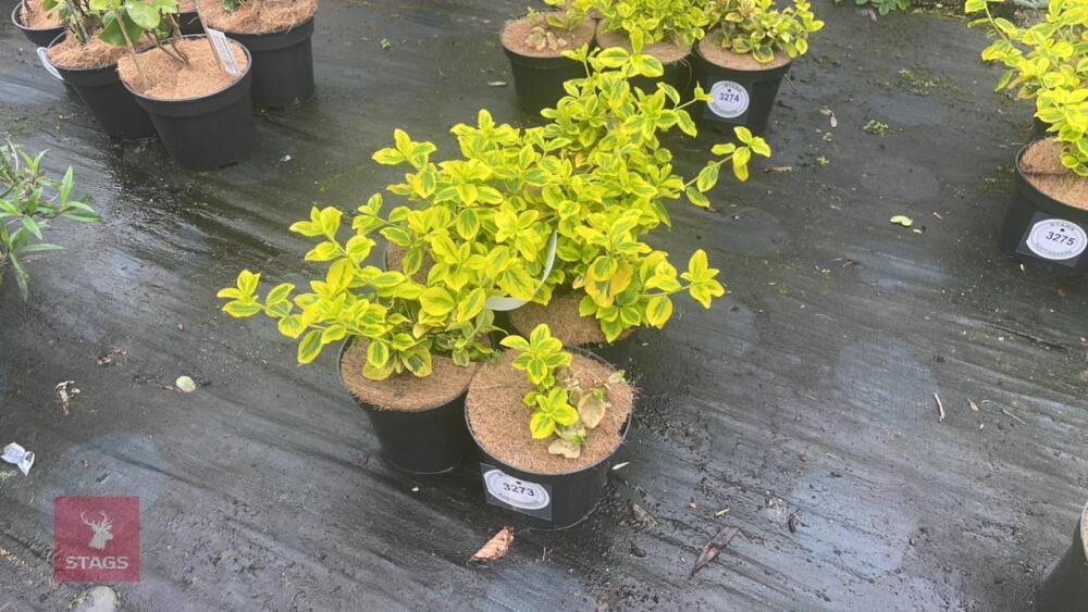 5 EUONYMUS JAPONICA 'OVATUS AUREUS'