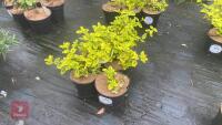 5 EUONYMUS JAPONICA 'OVATUS AUREUS'