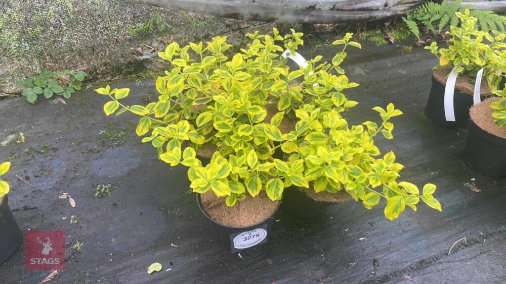 6 EUONYMUS JAPONICA 'OVATUS AUREUS'