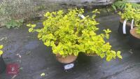 6 EUONYMUS JAPONICA 'OVATUS AUREUS'