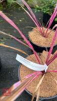 2 PHORMIUM RAINBOW MAIDEN - 3