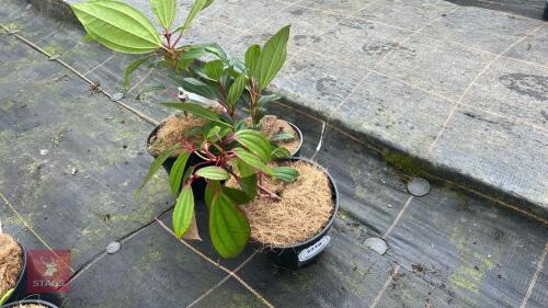 3 VIBURNUM DAVIDII SHRUBS