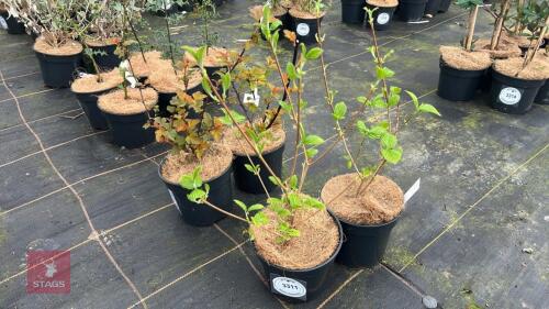 2 VIBURNUM DENTATUM 'BLUE MUFFIN' SHRUBS