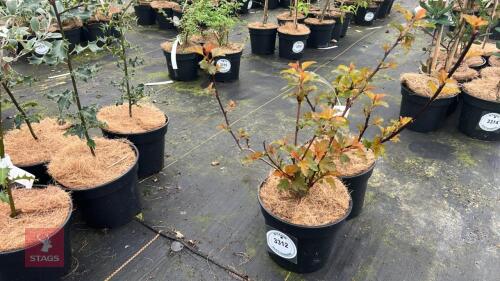 2 PHYSOCARPUS OPUIFOLIUS SHRUBS