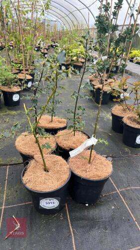 5 ILEX AQUIFOLIUM SHRUBS