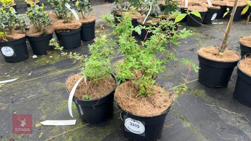 3 POTENTILLA PRUTICOSA 'ABBOTSWOOD'