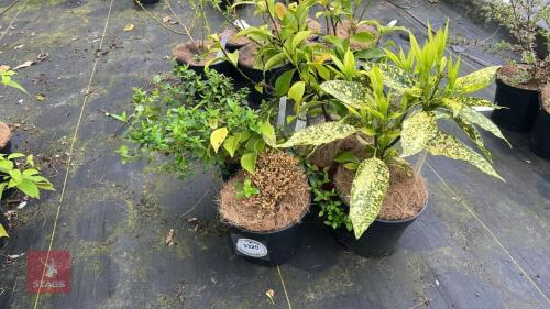 4 MIXED SHRUBS