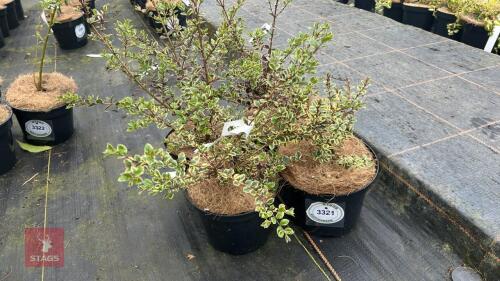 4 LUMA APICULATA 'GLENLEAM GOLD'