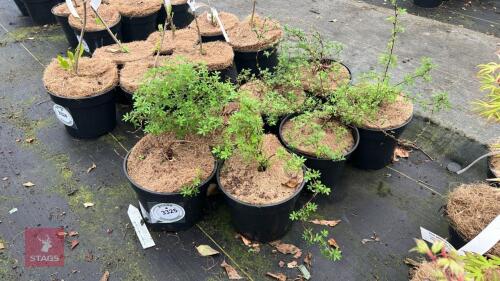 7 POTENTILLA FRUTICOSA 'HOPLEYS ORANGE'