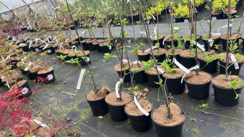 4 CORNUS 'ASCANA' SHRUBS