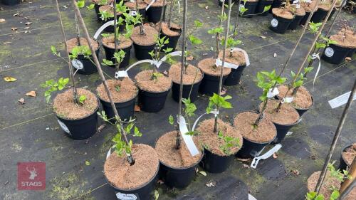 6 CORNUS 'EDDIES WHITE WONDER'