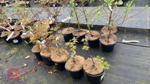 5 ACER PALMATUM 'WOU NISHIKI' TREES