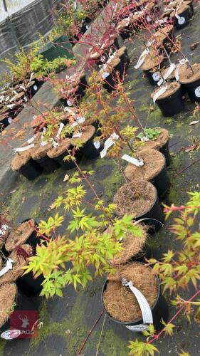 5 ACER PALMATUM 'SANGO-KAKU'