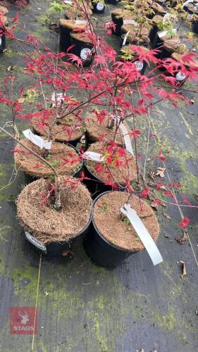 6 ACER PALMATUM 'SHINDESHAJO' TREES