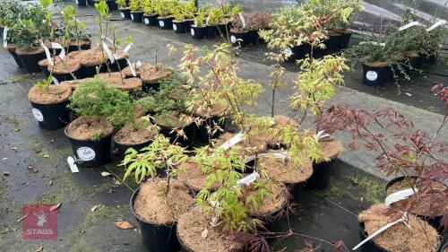 8 ACER PALMATUM 'UKIGUMO' TREES