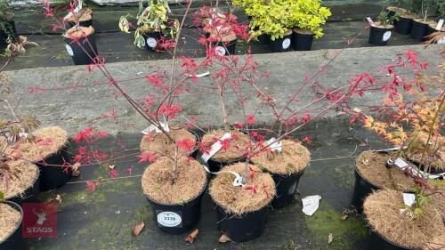 5 ACER PALMATUM 'SHISHIO IMPROVED'