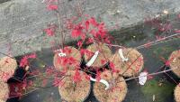 5 ACER PALMATUM 'SHISHIO IMPROVED' - 2