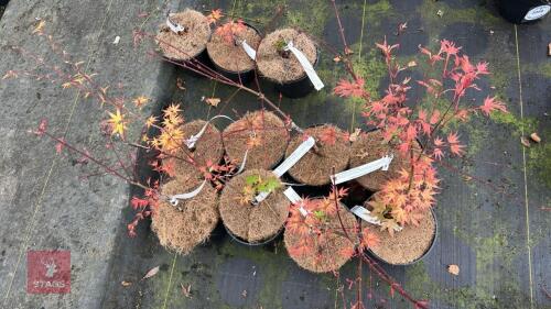 8 ACER PALMATUM 'BENI-TSUKASA' TREES