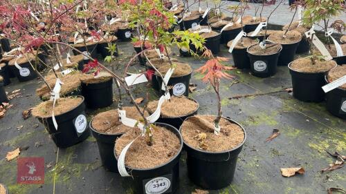 4 ACER PALMATUM 'KASAGIYAMA' TREES