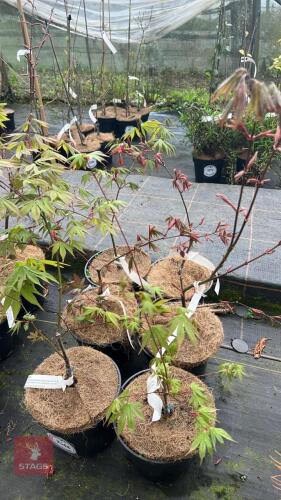 6 ACER PALMATUM OSAKAZUK TREES