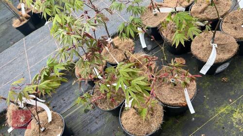 6 ACER PALMATUM OSAKAZUK TREES